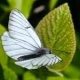 Extinct butterfly reappears in UK