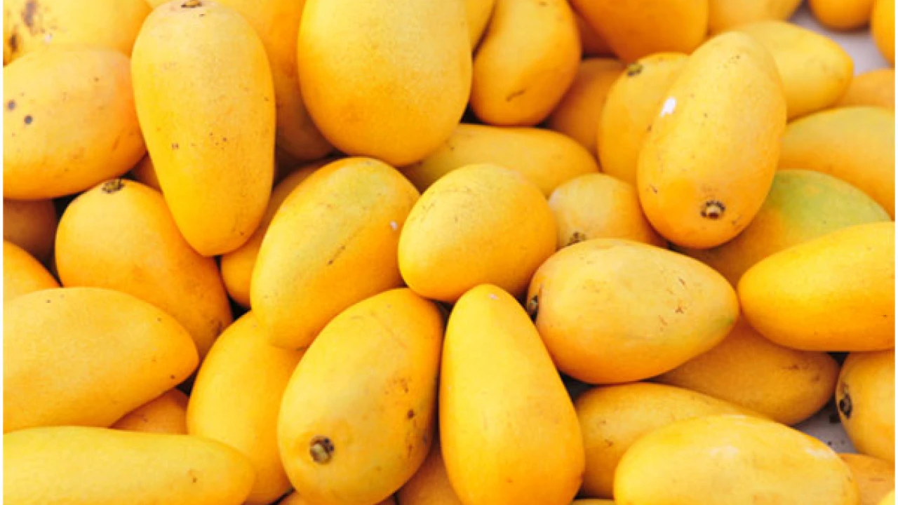 Pakistan exports mangoes to China via newly opened cargo route