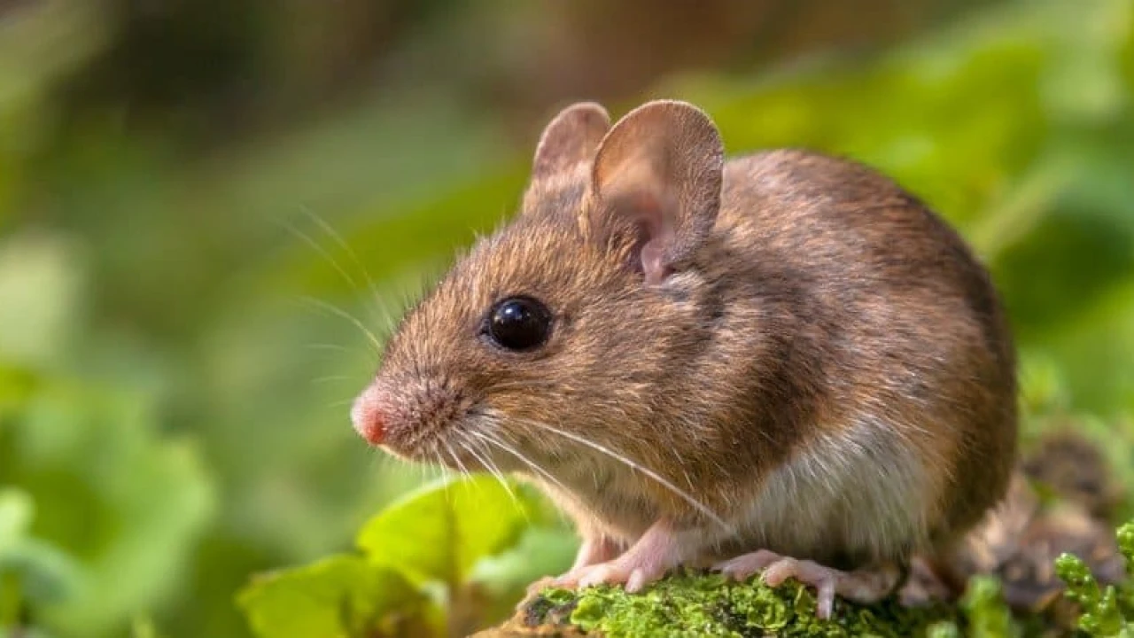 Mouse heads found in Chinese canteen lunch boxes