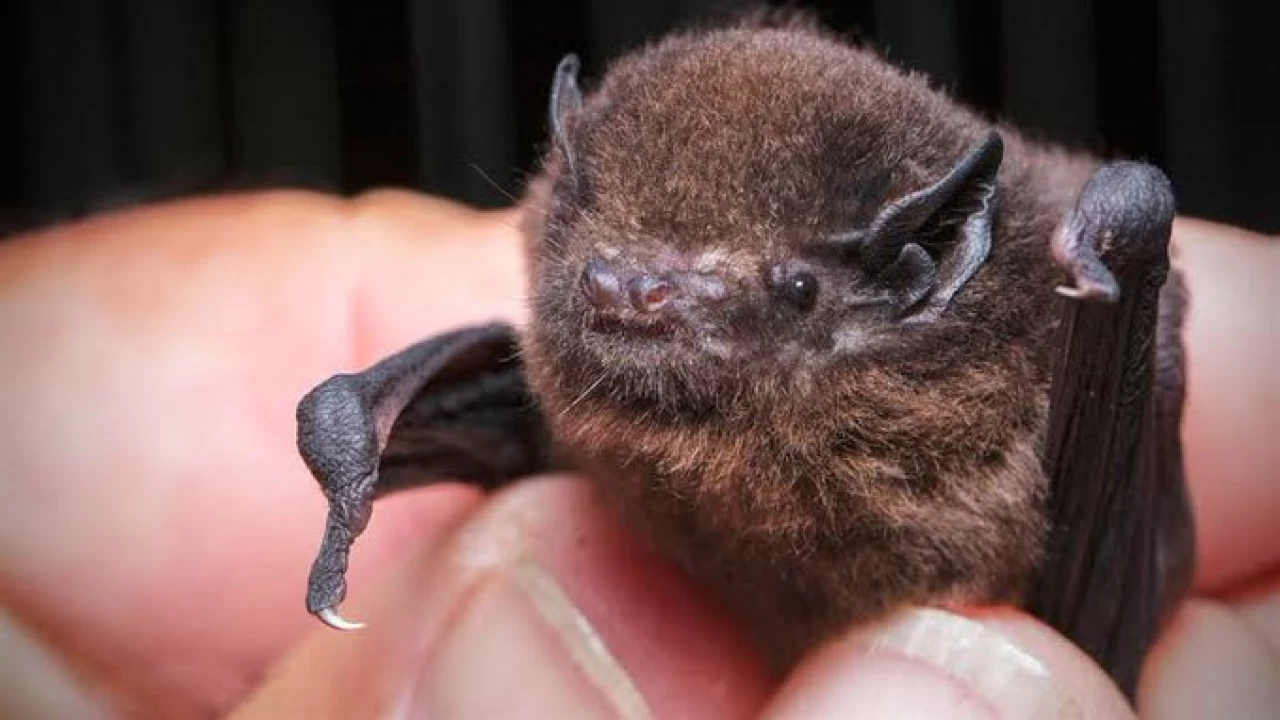 New Zealand bat flies away with bird of the year award