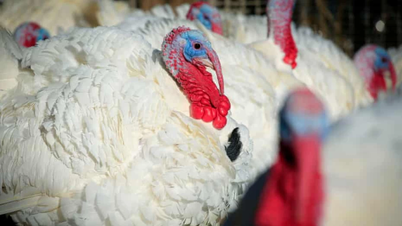 Outbreak of bird flu reported at Denmark's turkey farm