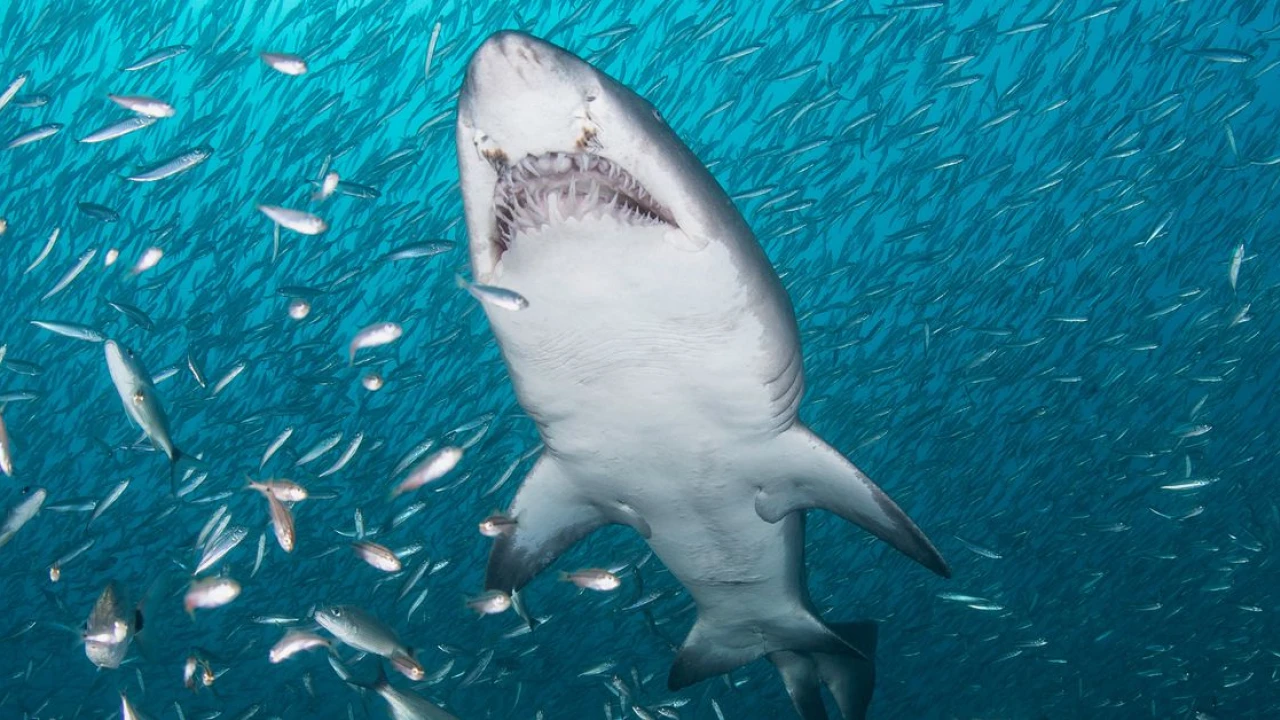 New York’s shark-infested waters are a good thing. Yes, really.