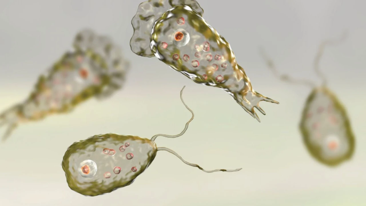 Naegleria claims another life