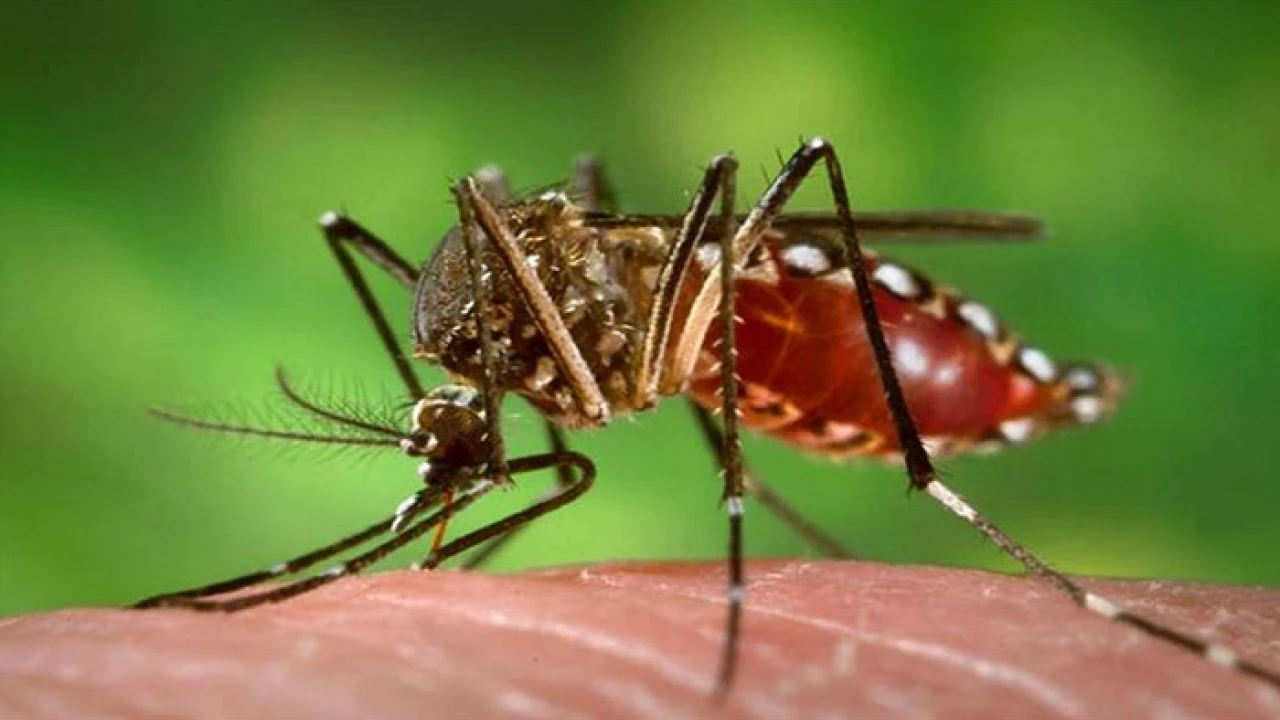 Dengue cases rapidly increase in Rawalpindi