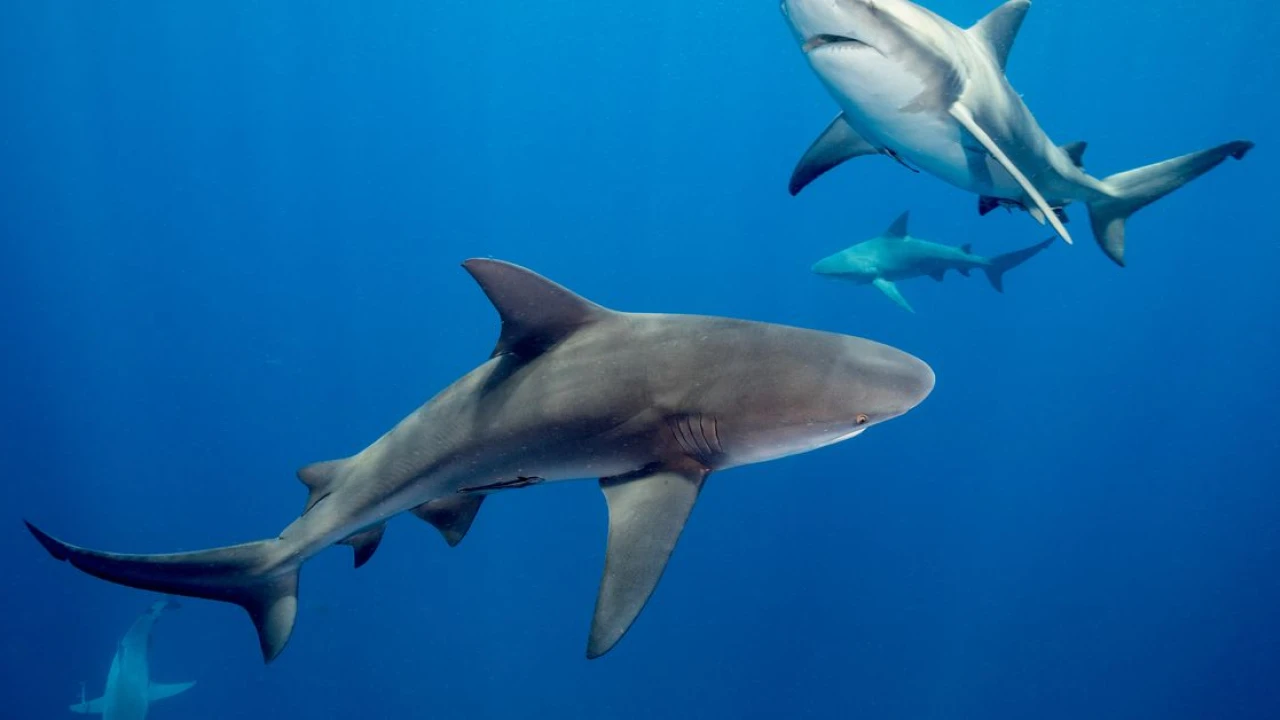 How sharks avoid the wrath of an extreme hurricane