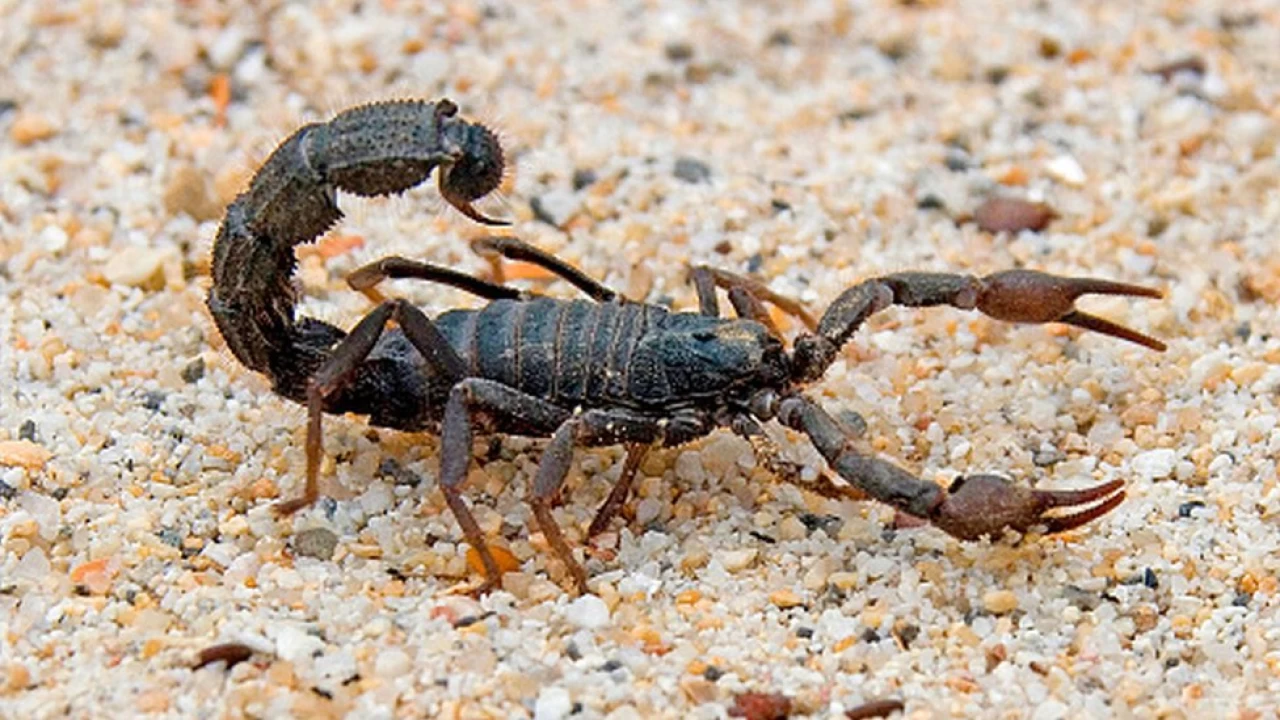 Scorpions kill 3, injure hundreds in Egypt's Aswan