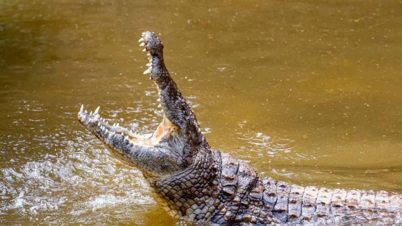 Dozens of crocodiles escape breeding farm amid flooding in China
