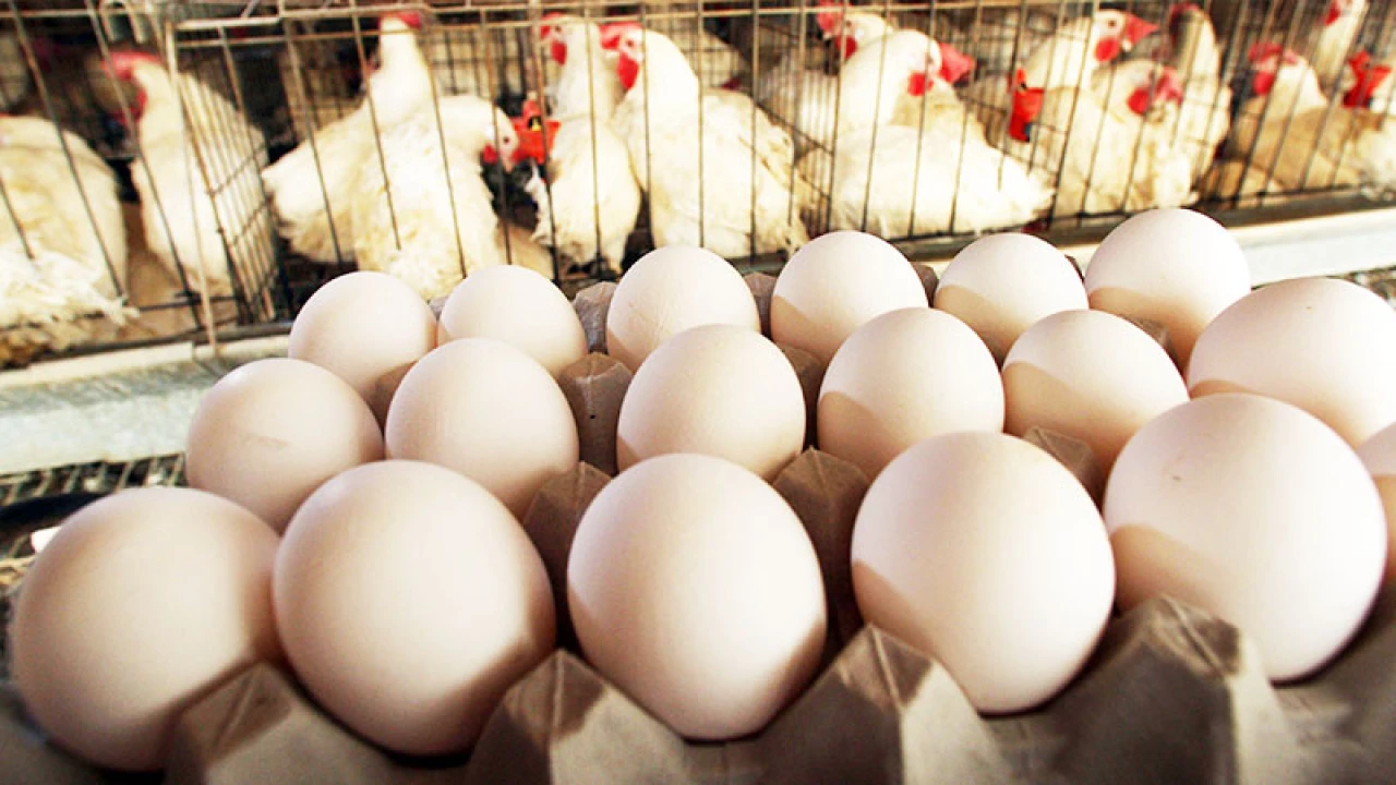 Eggs, chicken become cheaper in Lahore