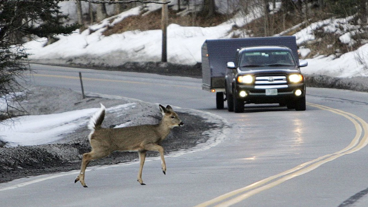 How cars ruin wild animals’ lives