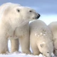 The oil industry’s cynical gamble on Arctic drilling