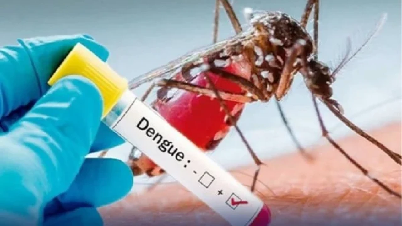 75 dengue cases reported in 24 hours in Punjab