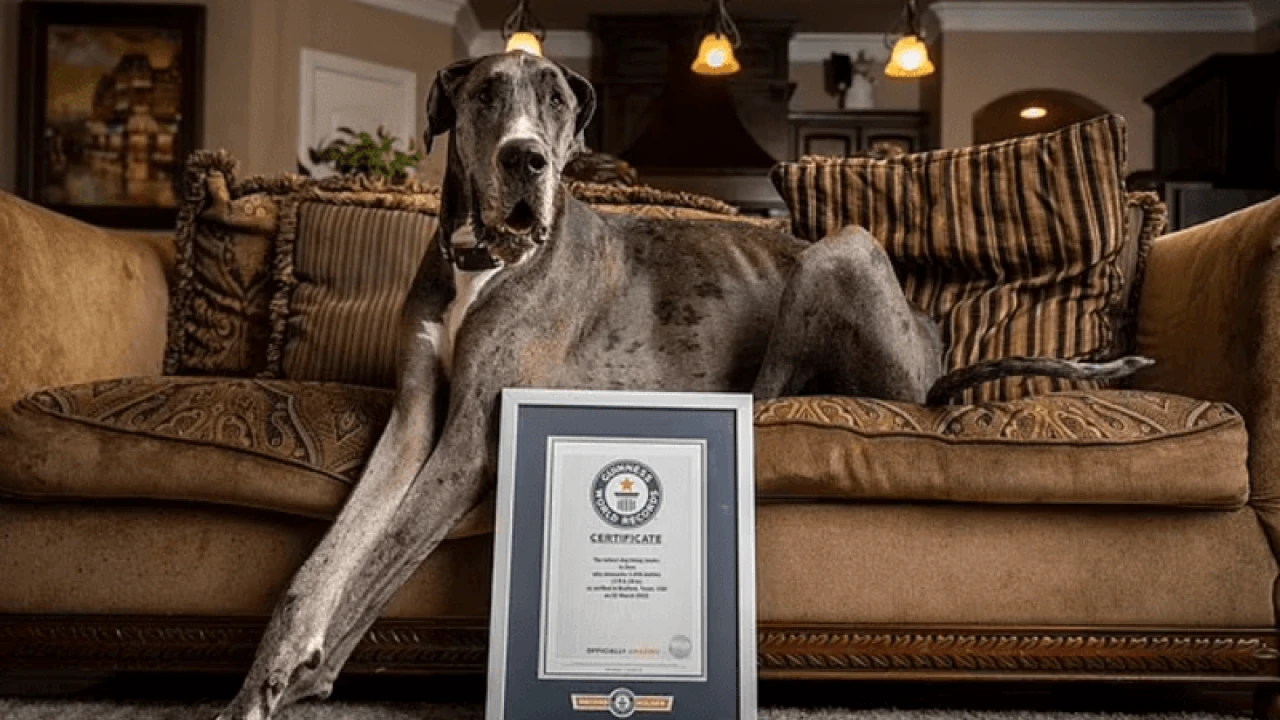 World's tallest dog 'Zeus,' succumbs to cancer