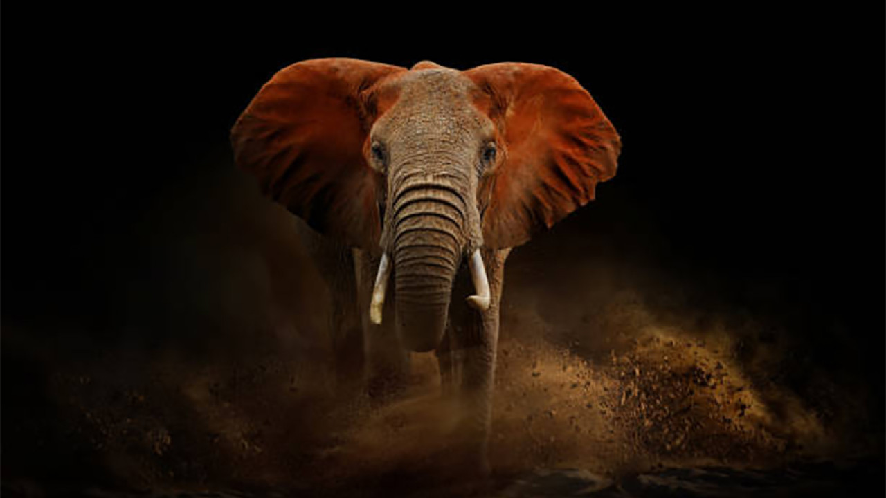 ہاتھی نے محکمہ جنگلات کے اہلکار کو کچل کر ہلاک کر دیا