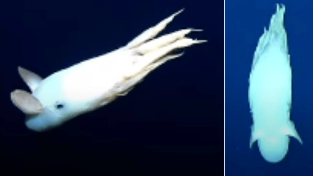 Rare 'Dumbo Octopus' captured on camera in North Pacific depths