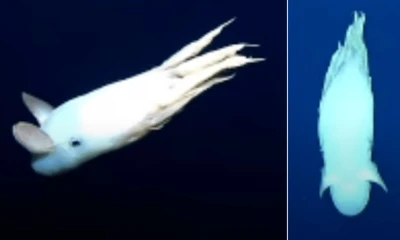 Rare 'Dumbo Octopus' captured on camera in North Pacific depths