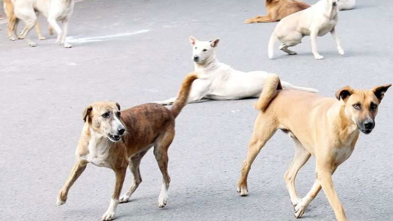 آوارہ کتوں نے 20افراد کوکا ٹ کر زخمی کر دیا