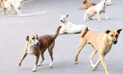 آوارہ کتوں نے 20افراد کوکا ٹ کر زخمی کر دیا