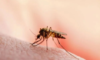 سندھ میں 24 گھنٹوں میں ملیریا کے 5 ہزار سے زائد کیسز رپورٹ ہوئے