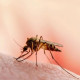 سندھ میں 24 گھنٹوں میں ملیریا کے 5 ہزار سے زائد کیسز رپورٹ ہوئے