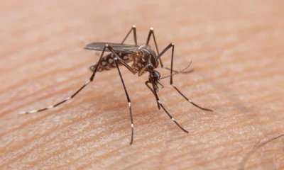 139 more dengue cases reported in Punjab