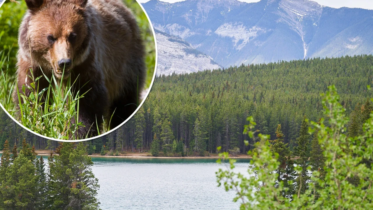 Couple killed in grizzly bear attack in Canada's Banff National Park