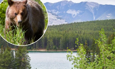 Couple killed in grizzly bear attack in Canada's Banff National Park