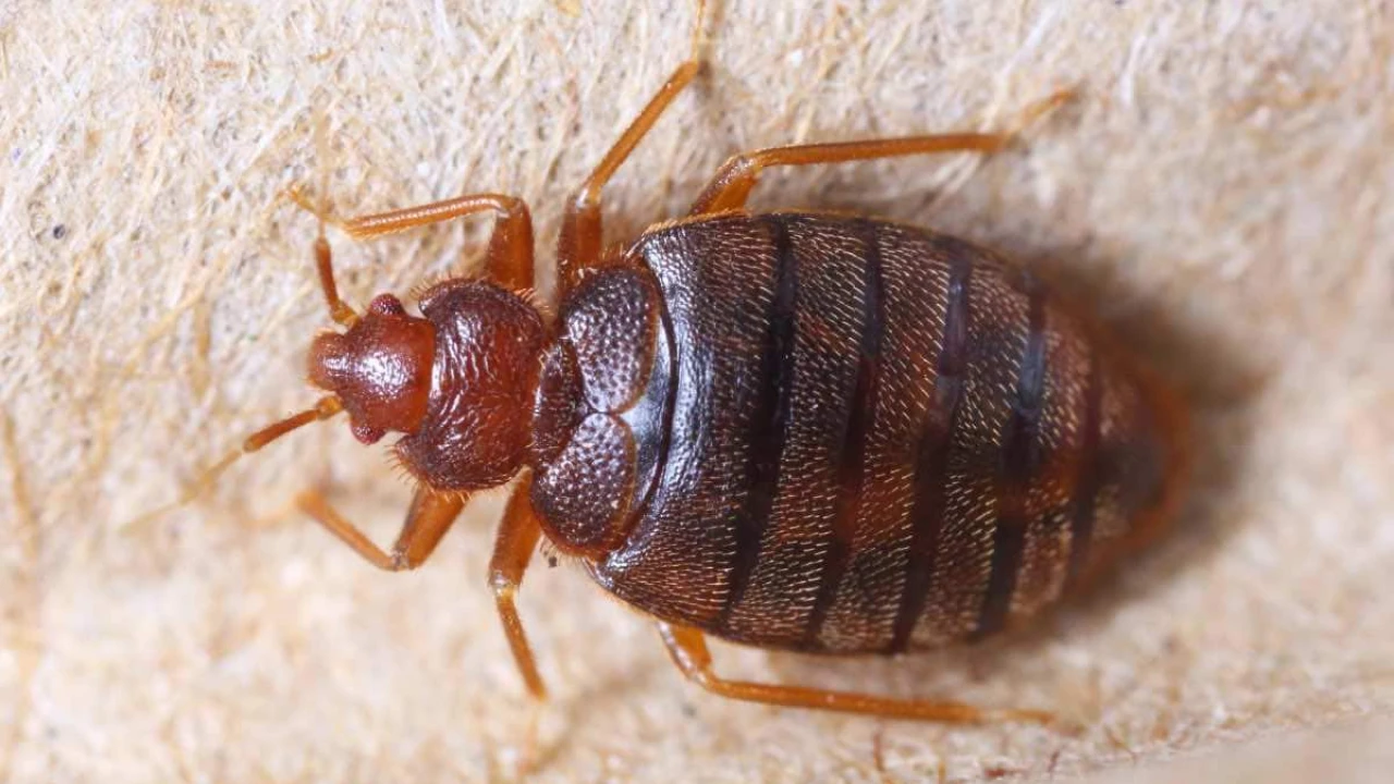 Bed bug invasion hits Paris