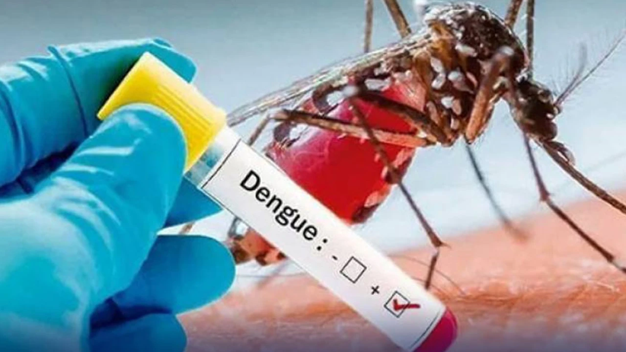 111 more dengue cases reported in Punjab