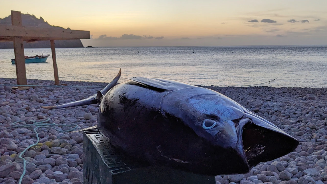 How a tiny island is adapting to climate change ... on its dinner plates