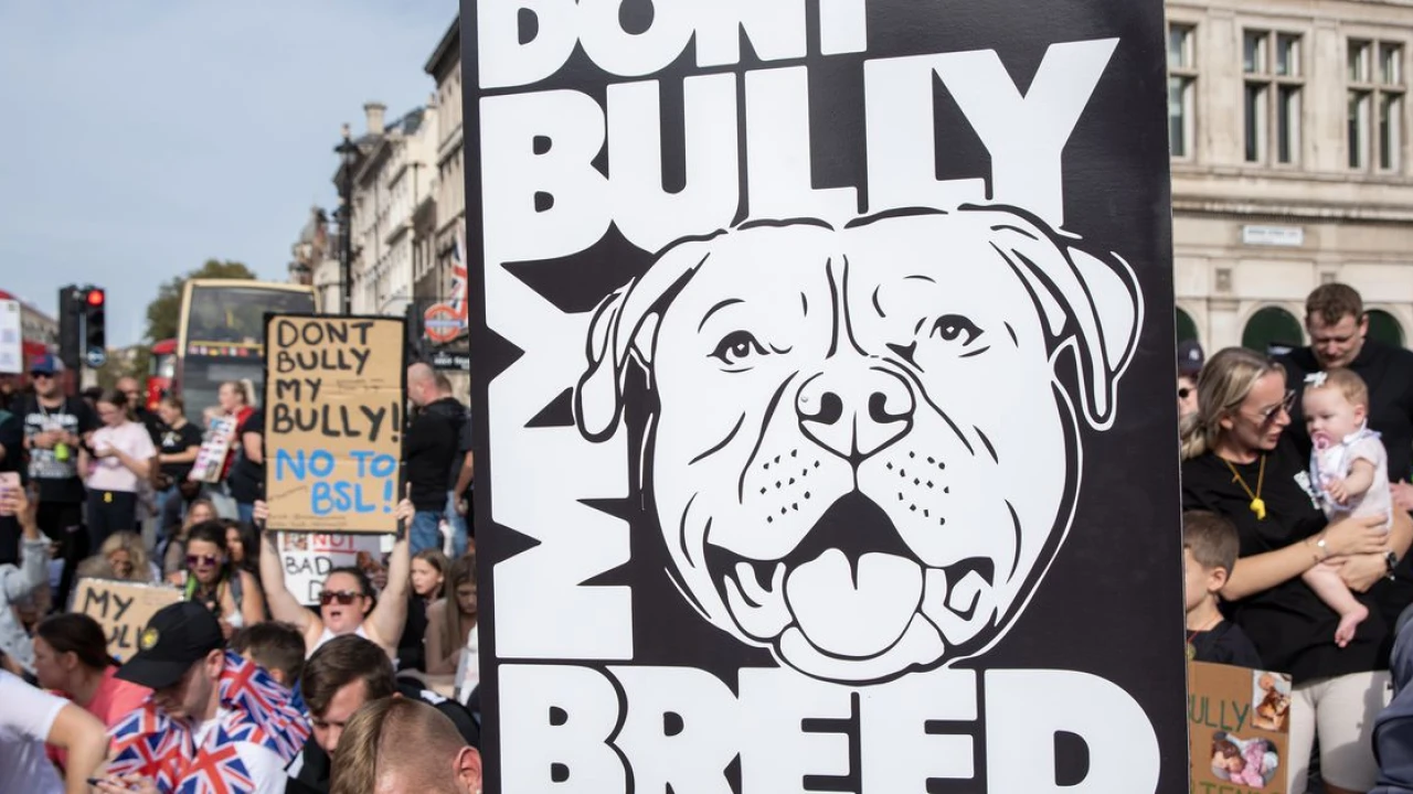 Dog breed bans are about human prejudice — not the dogs