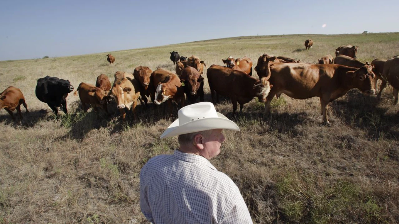 This land isn’t for you or me. It’s for the meat industry.