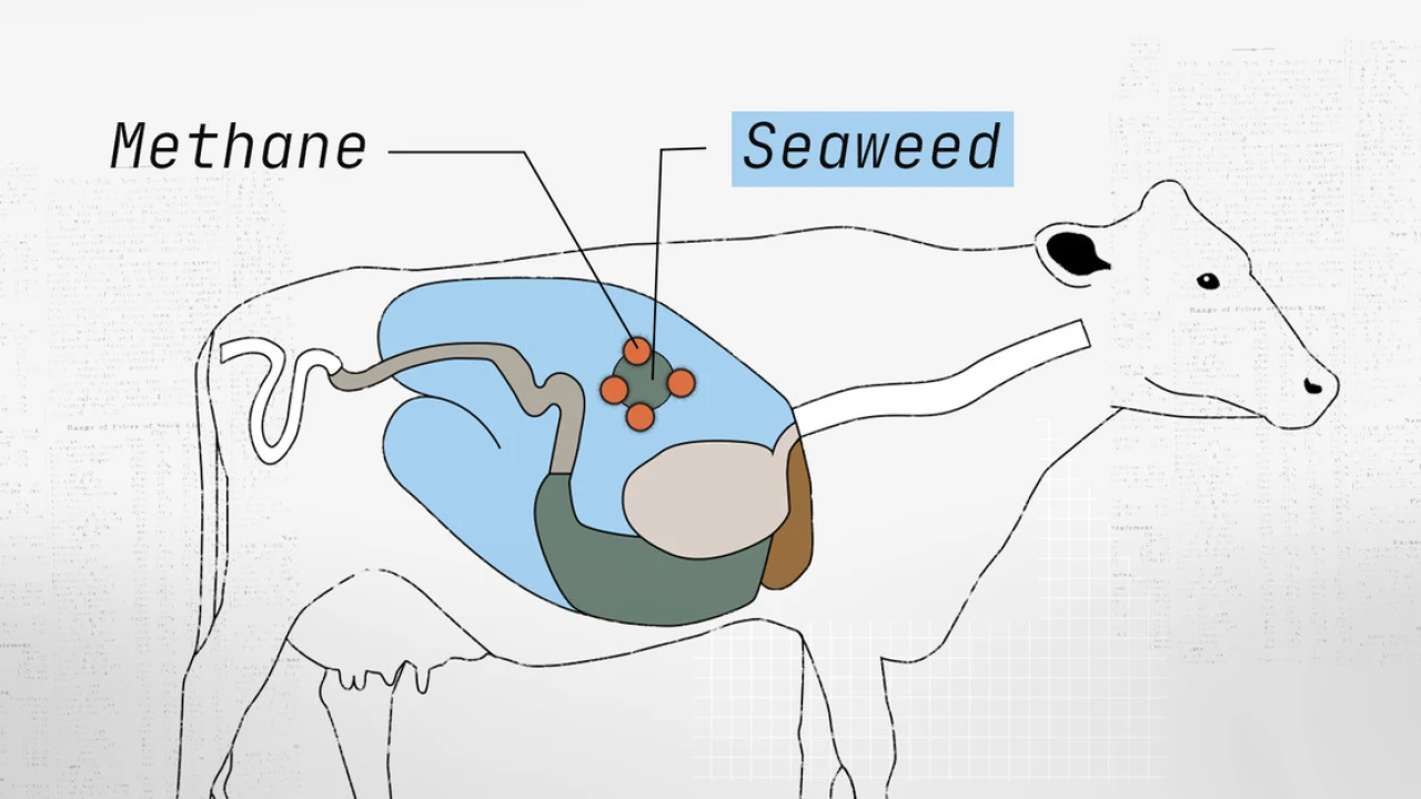 Cow burps are a climate problem. Can seaweed help?