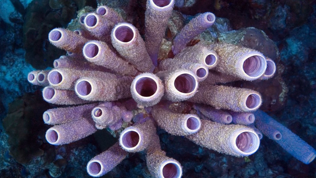 These strange underwater animals could save our lives. If we don’t destroy them first.