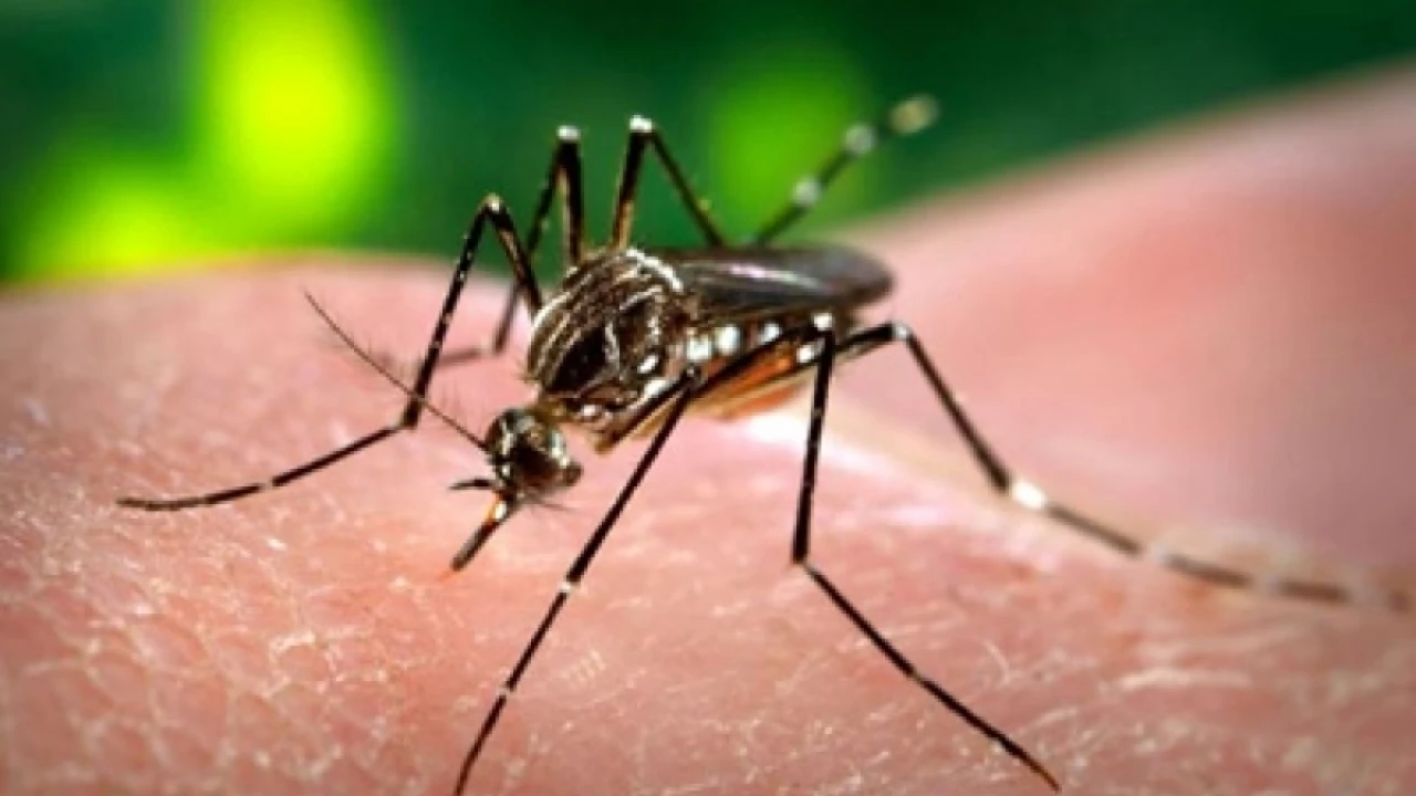 203 new dengue cases reported in Punjab