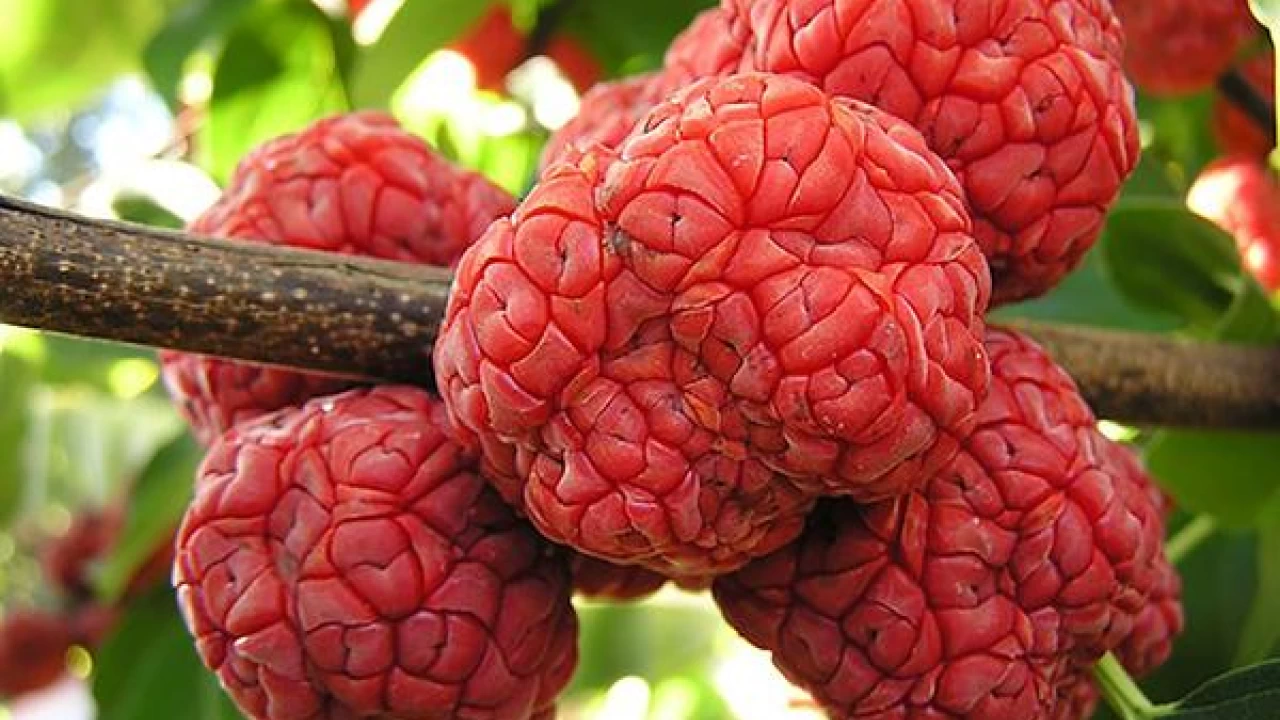Chinese hybrid mulberry plants to be introduced in Pakistan: Wu Zhanwen