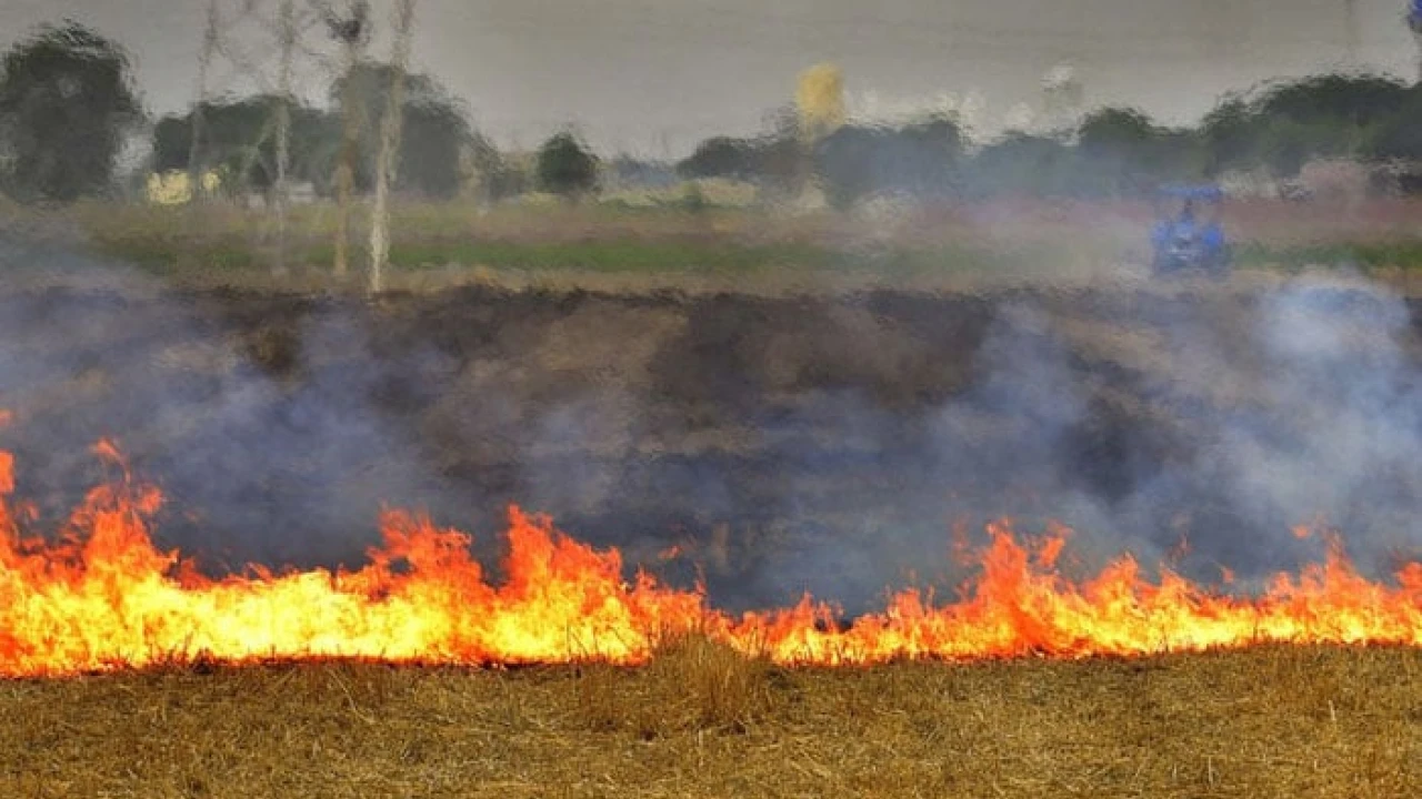 Three kids burnt due to crop residue burning