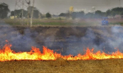 Three kids burnt due to crop residue burning