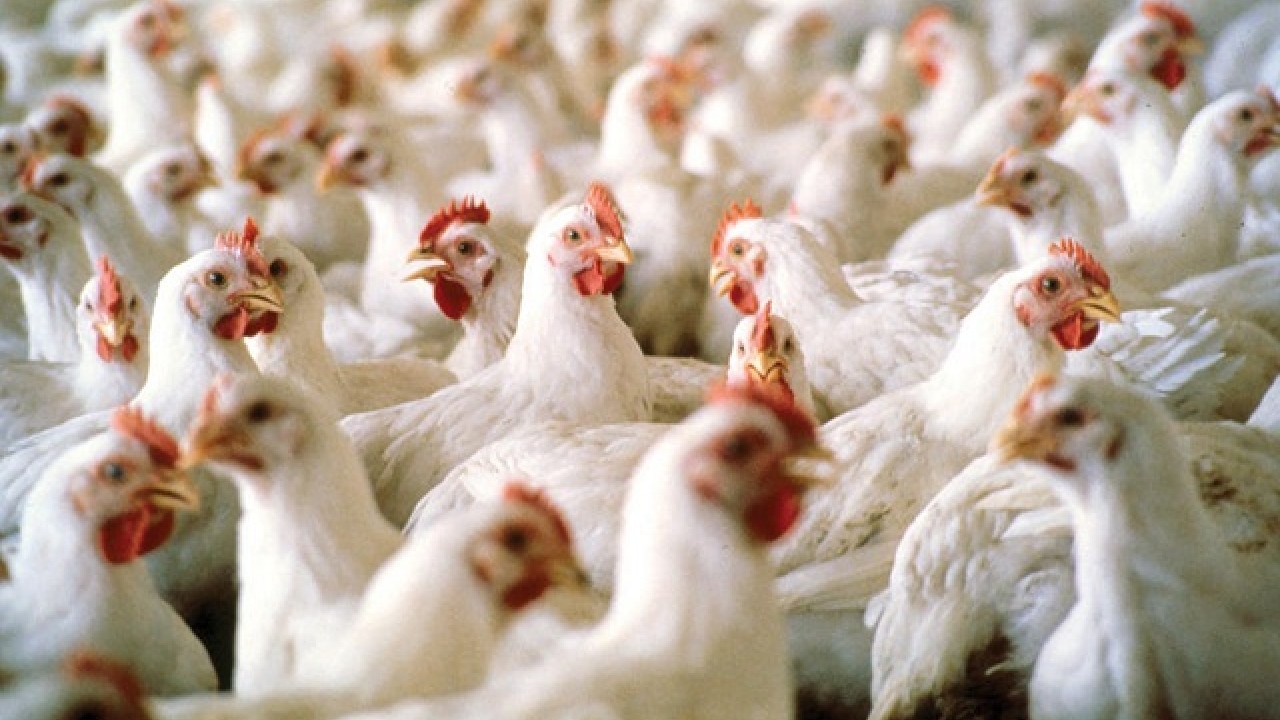 بھارت : تیز موسیقی سے 63 مرغیوں کو ہارٹ اٹیک ، مقدمہ درج 