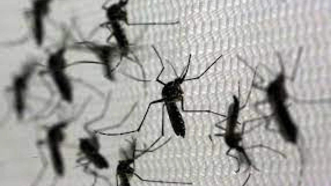 Brazilian city starts first mass vaccination against dengue 