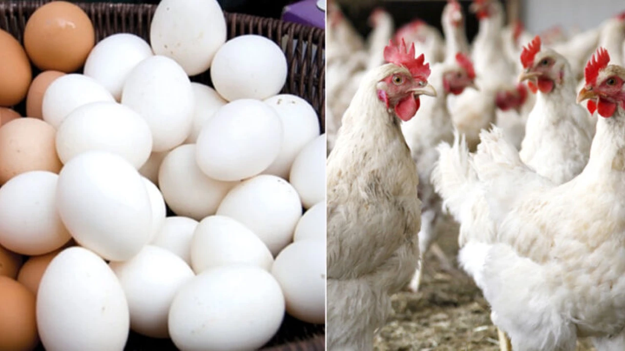 Chicken, eggs’ prices go up amid cold weather conditions