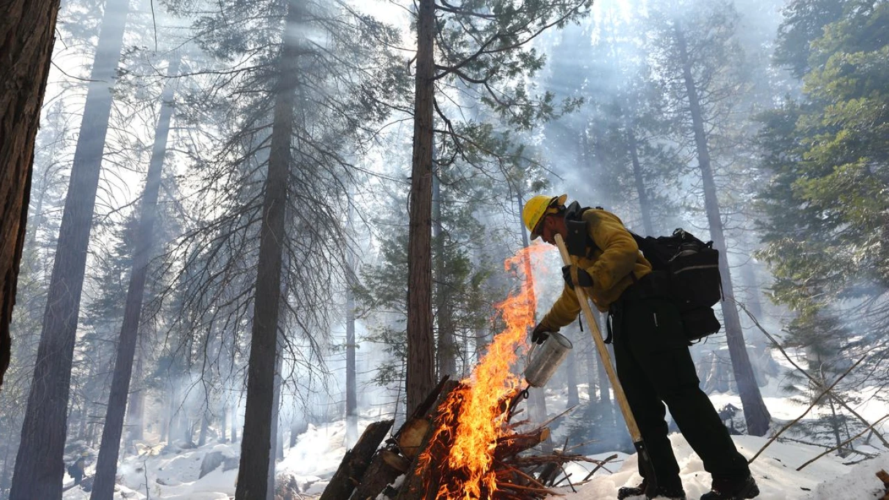 Why saving old trees is weirdly controversial