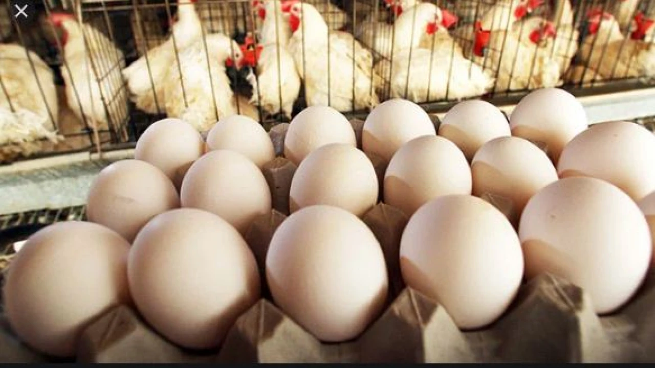 Lahore markets witness surge in eggs’ price