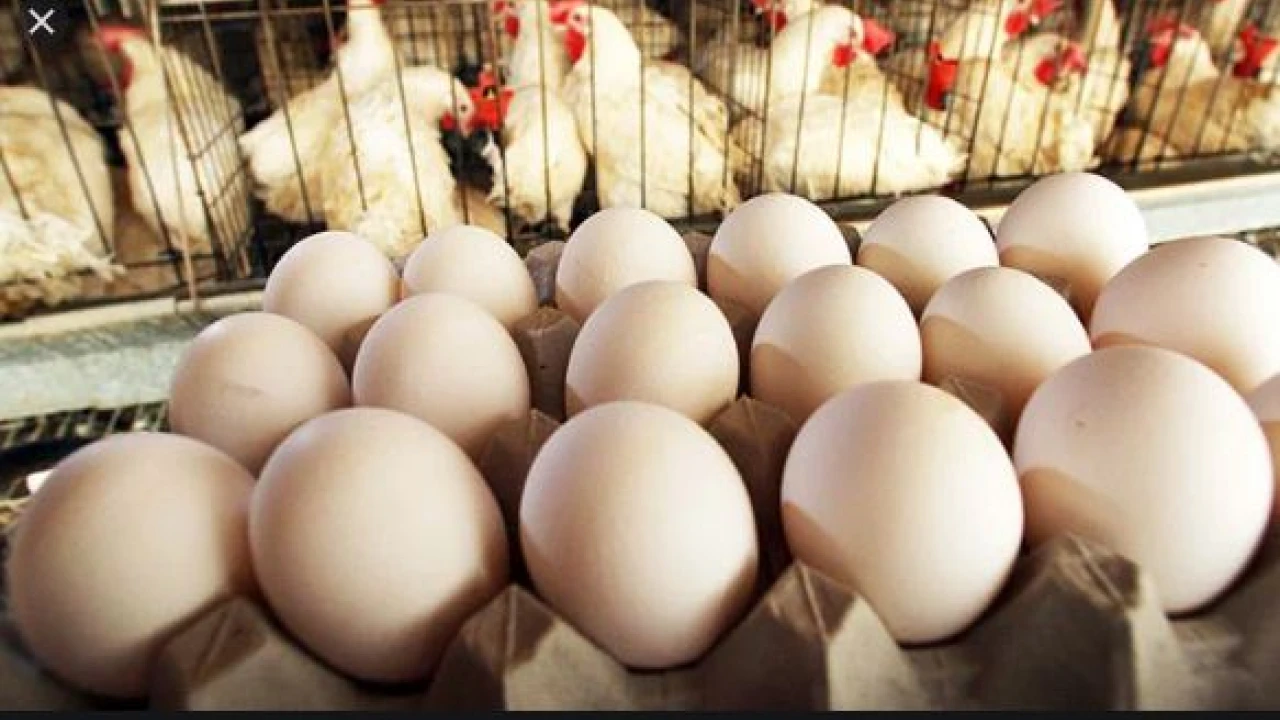 Chicken, eggs prices reach at Rs 432 per kg, Rs 420 per dozen