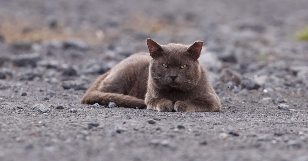 Hawaii’s outofcontrol, totally bizarre fight over stray cats