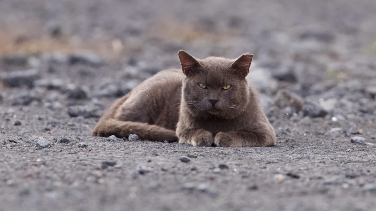 Hawaii’s out-of-control, totally bizarre fight over stray cats