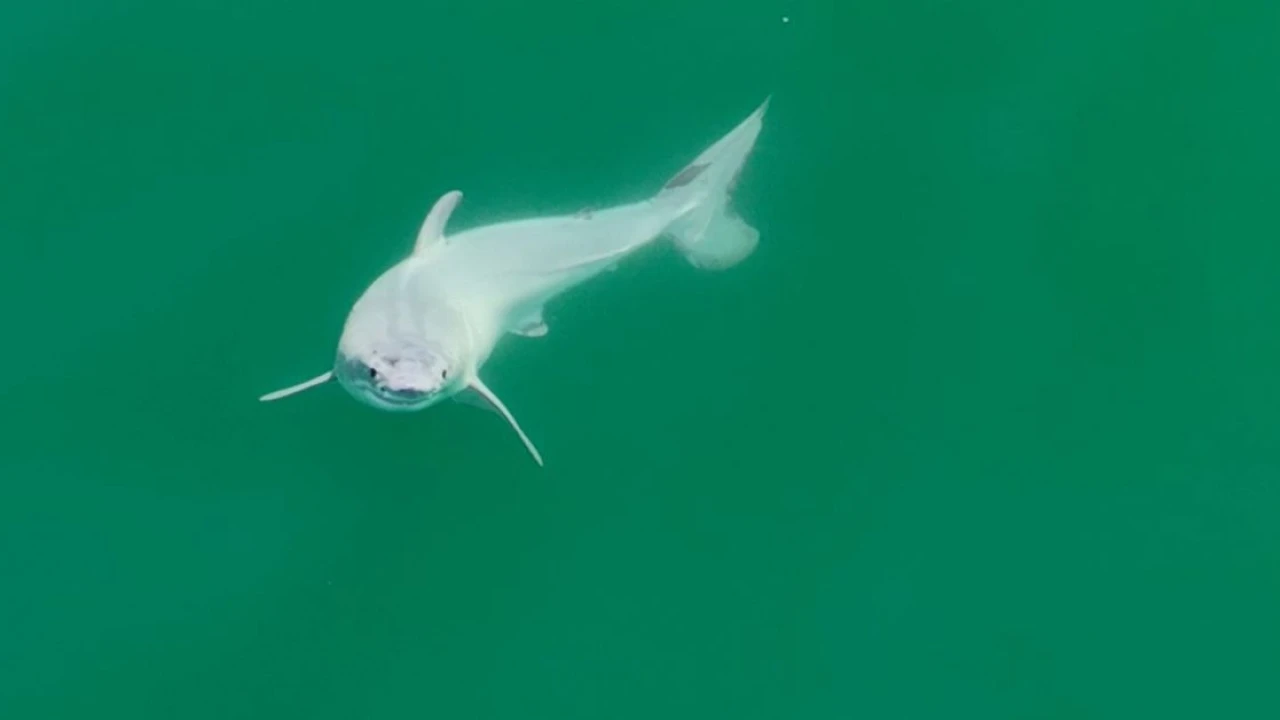 Is this a newborn great white shark? Big if true.