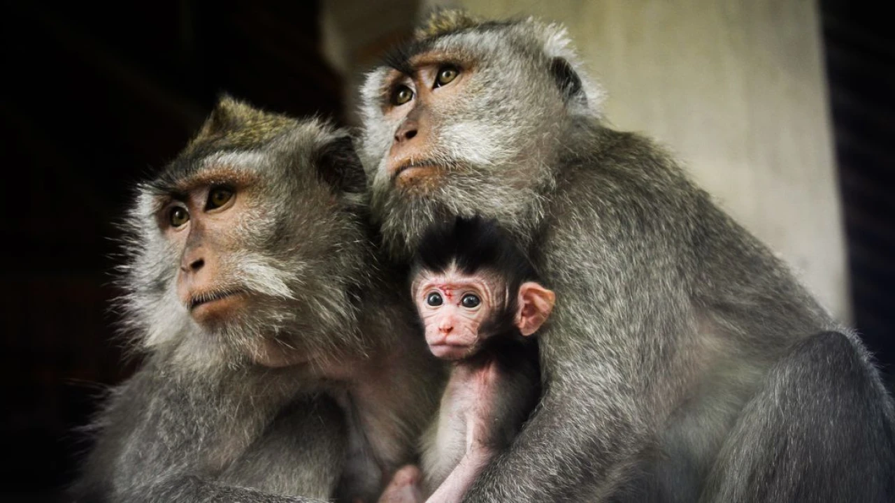 The US uses endangered monkeys to test drugs. This law could free them.