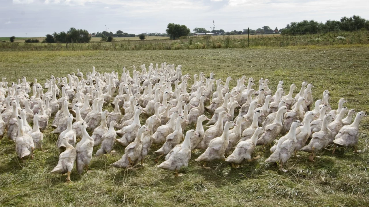 27,000 ducks slaughtered in Tyrone over bird flu concerns