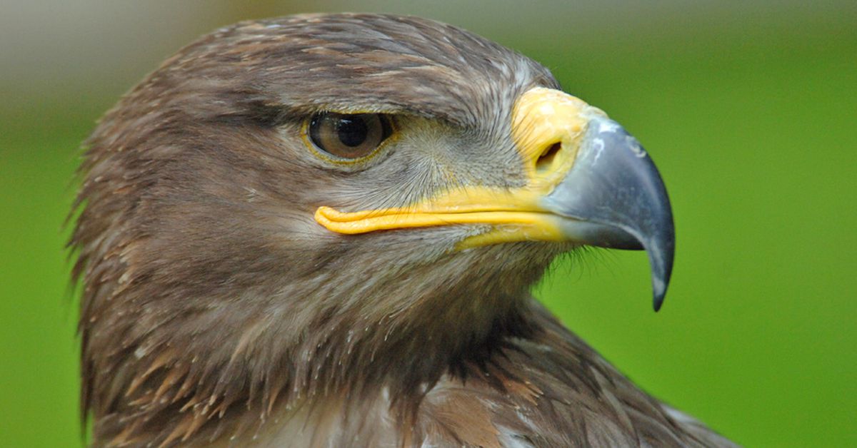 The threat of extinction is getting worse for migratory animals - Vimarsana News