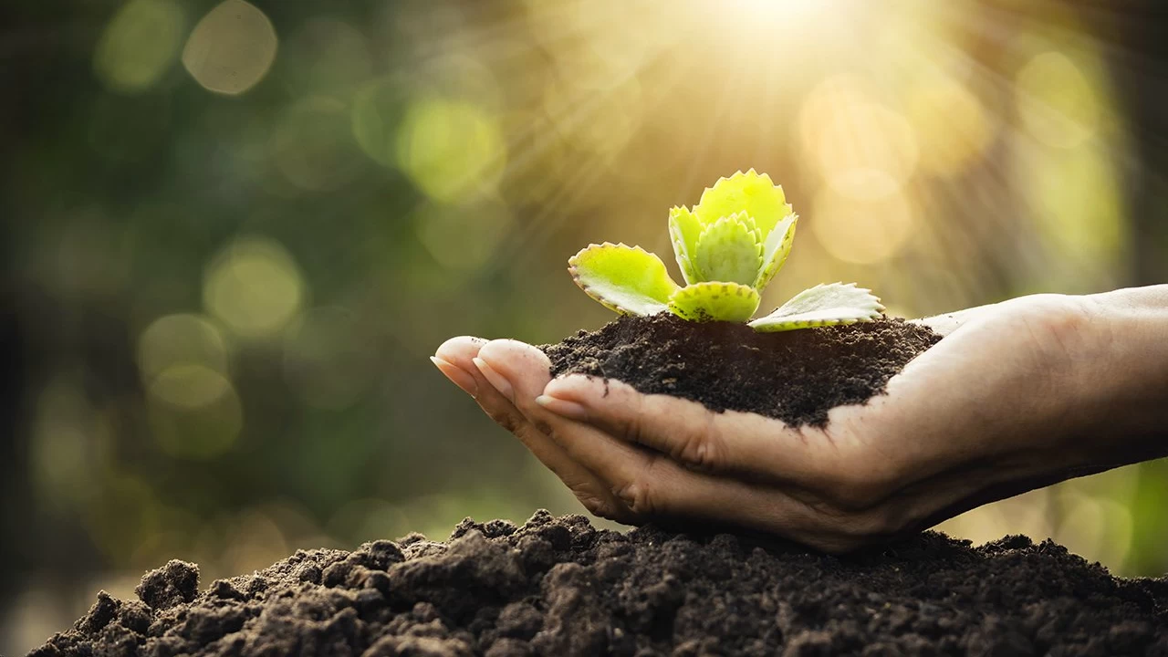 World Soil Day being observed today 